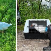 Einsame Gans gerettet