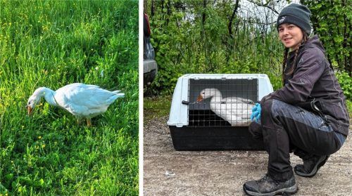 Hausgans Martina watschelte rund vier Wochen einsam am Rimstinger Chiemseeufer umher. Jetzt hat sie bei „Federn und Pfoten“ ein neues Zuhause gefunden. Angelina Kohoutek (rechts), die Tochter der Hof-Betreibenden, fing die Gans ein. Foto Monika Walter