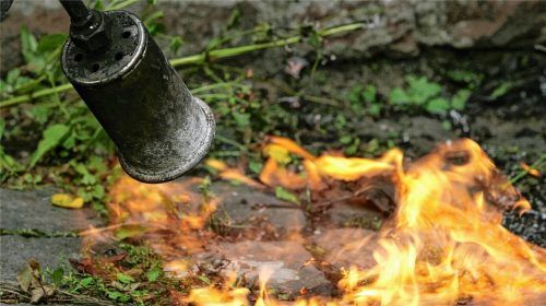 Jüngst hatten die Friedhofsmitarbeiter in Bad Aibling versucht, dem Unkraut mit Feuer zu Leibe zu rücken. Der Erfolg hielt sich in Grenzen. Foto dpa