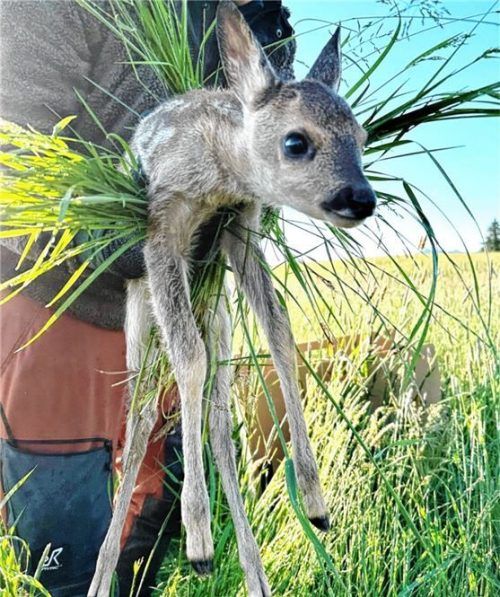 Mittels einer Drohne werden die Rehkitze im Feld ermittelt und vor der Mahd von erfahrenen Helfern in Sicherheit gebracht.Foto Jägervereinigung Rosenheim