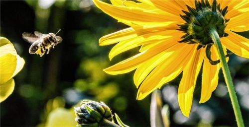 Ob im Garten oder auf dem Balkon: Es ist ein Leichtes, wertvolle Nektarspender für Bienen bereitzustellen. Foto pexels