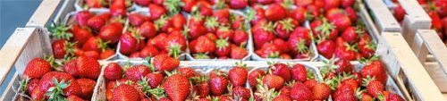 Ob pur, im Kuchen oder mit Sahne – die Erdbeere ist ein Liebling der Bundesbürger. Rund 80 Prozent schwärmen für die Frucht, die streng genommen gar keine ist.Foto Armin Weigel/dpa