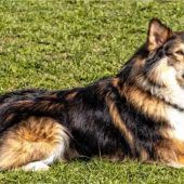 Fundhund Jacky sucht sein Glück