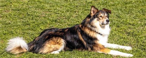 Rüde Jacky sucht ein aktives Zuhause ohne Kinder. Foto re