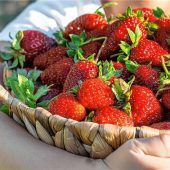 Die Erdbeere – der Liebling der Nation