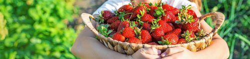 Saftig und süß: selbstgepflückte Erdbeeren schmecken besonders gut.Foto adobestock