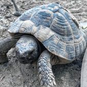 Seit sieben Jahren auf Wohnungssuche