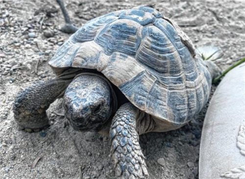 Schildkröte Constantin sucht ein neues Zuhause mit artgerechter Haltung. Foto re