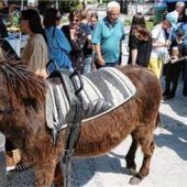 Vielfältiges Angebot beim ersten Grabenstätter Bauernmarkt des Jahres