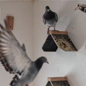 Tauben fliegen für guten Zweck