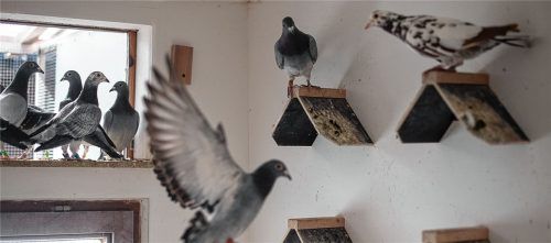 Tauben fliegen durch einen Stall in einem Brieftaubenverein. Foto dpa