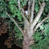 Feuerwehr rettet verängstigte Katze von Baum