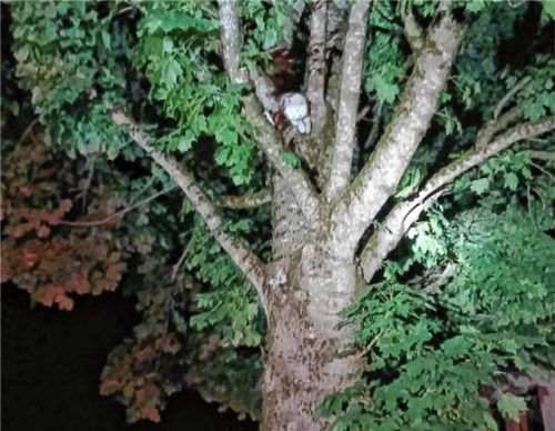 Um 0.35 Uhr wurde die Feuerwehr gerufen. Eine weiße Katze kam nicht mehr von einem Baum herunter.