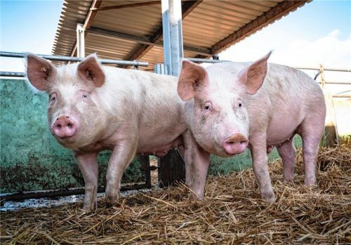 Wie werden die Schweine gehalten? Diese Info soll die Tierhaltungskennzeichnung geben.Foto adobe stock