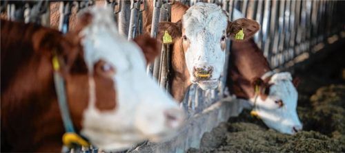 Zwei Fälle von Tierwohlgefährdung wurden im Landkreis Rosenheim auf landwirtschaftlichen Höfen bekannt (Symbolbild). Foto dpa