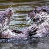 Otter ist nicht schuld am Fischrückgang