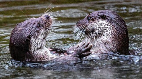 Zwei Fischotter toben im Wasserbecken eines Zoos. Foto dpa