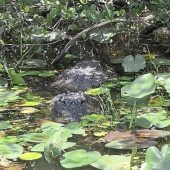 Dann lieber doch der Pool