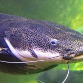 Erneuter Wels-Angriff am Brombachsee