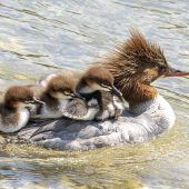 Gänsesäger-Abschuss ein Jahr länger