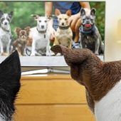 Bellos vor dem Bildschirm