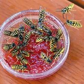 Ungebetene Gäste am Kaffeetisch