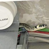 Feuerwehr befreit Ringelnatter