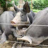 Drei Schweine für die Kirchenorgel