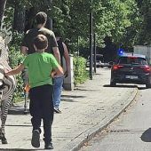 Wirbel um frei laufende Zebras