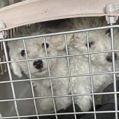 Sechs Hundewelpen gerettet