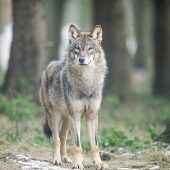 Bayern erhöht Druck bei Wolf