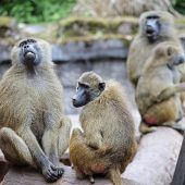 Proteste gegen Pavian-Tötung