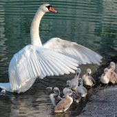 Alle meine Schwanenkinder