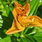 Tulpe oder Lilie?
