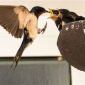 Rauchschwalben machen sich für den Abflug bereit