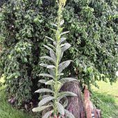 Prachtexemplar im Garten