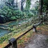 Esche am Mangfallkanal fällt Pilz zum Opfer
