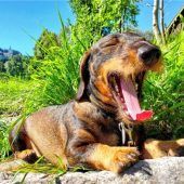 Hundstage 2025 – bisher zum Gähnen