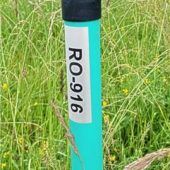 Straßenränder als Lebensräume