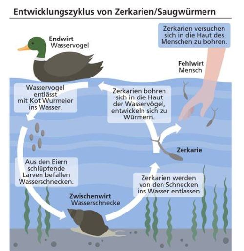 Der Entwicklungszyklus der Zerkarien. Klinger