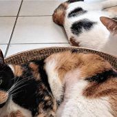 Natur hat in den Farbeimer gegriffen