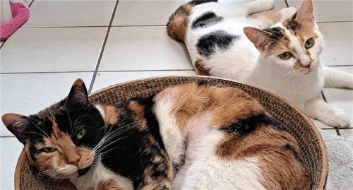 Die beiden bunten Katzendamen Tilda (vorne) und Tracy wünschen sich ein gemeinsames Zuhause. Foto re