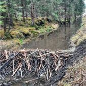 Die guten Geister des Wassers