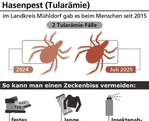 Ein Erwachsener wurde im Landkreis Mühldorf im Jahr 2024 mit Hasenpest infiziert. Jetzt ist eine minderjährige Person vermutlich nach einem Zeckenbiss an Tularämie erkrankt. Klinger