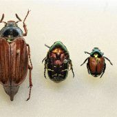 Gefahr durch eingeschleppte Japankäfer