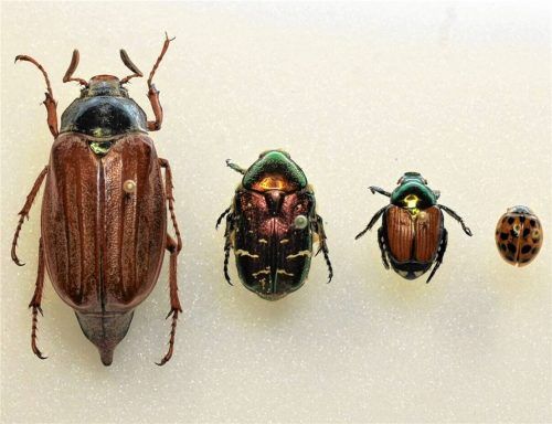 Ein Maikäfer, ein Rosenkäfer, ein Japankäfer (Popillia japonica) und ein asiatischer Marienkäfer (von links) sind in einer Sammlung auf Nadeln gespießt. Die wiederholte Sichtung von Japankäfern alarmiert Experten. Foto dpa