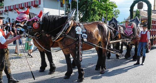 Ein prächtiger Festzug mit dem Brauereigespann des Hofbräuhauses Traunstein, Festkapellen, Ehrengästen, Vereinen und der Festwirtsfamilie Zeiler samt Bedienungen zieht zum Festplatz. Foto Stadt Töging