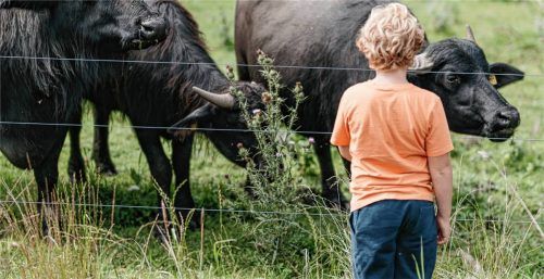 Ein sechs Kilometer langer Rundwanderweg in Jettenbach führt vorbei am Wasserbüffelreservat. Foto Innsalzach Tourismus-Verband