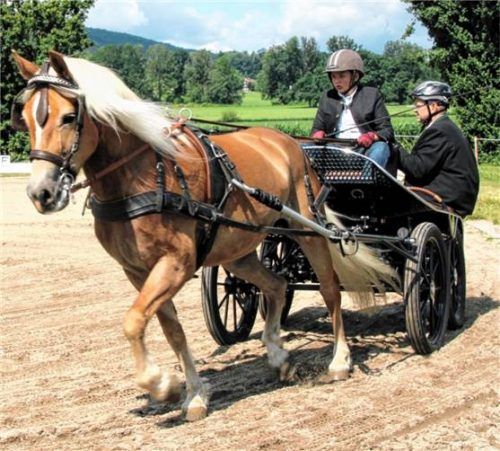 Eine harmonische Darbietung präsentierten Martin Brugger und die Haflinger-Stute „Alissa“ in der Kategorie „Dressur Einspänner“.Foto re