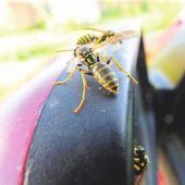 Keine Panik bei Wespenalarm!